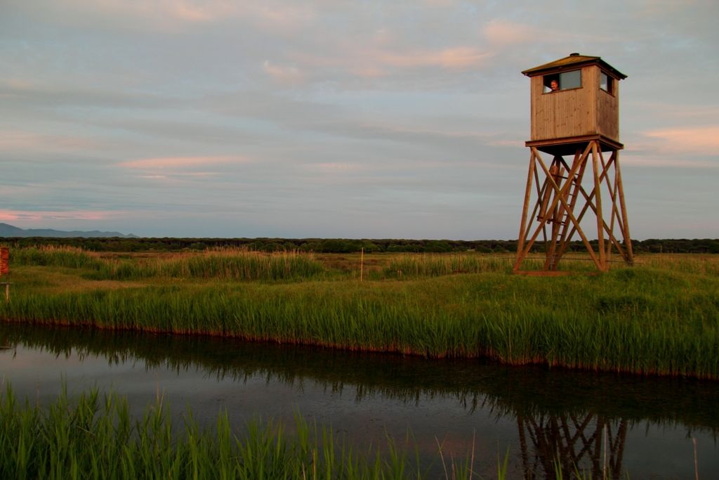 Falco pescatore & co.: Parco regionale MSRM